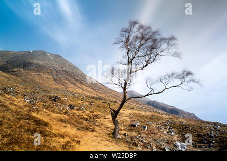 Einsamer Baum an den Hängen des Stob na Doire, einem der Gipfel der Buachaille Etive Mor, Scottish Highlands, Schottland Stockfoto