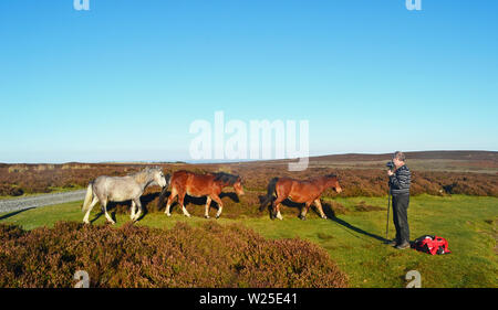 Wilde Pferde auf der Long Mynd, Church Stretton, Shropshire, Großbritannien Stockfoto