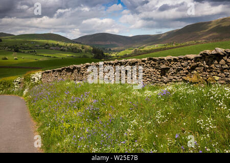 UK, Cumbria, Sedbergh, howgill Lane, wilde Blumen wachsen auf Kante neben engen Single Track Road, in Richtung fiel Kopf und Tabay fiel Stockfoto