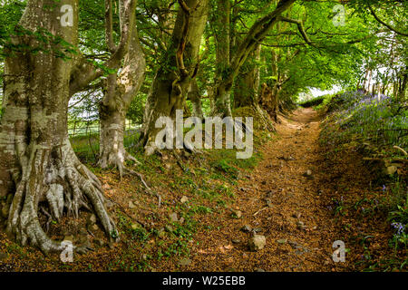 UK, Cumbria, Sedbergh, Marthwaite, buche Bäume alten Pfad neben Ingmire Hall Stockfoto