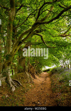 UK, Cumbria, Sedbergh, Marthwaite, buche Bäume alten Pfad neben Ingmire Hall Stockfoto