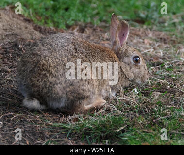 Wilde Kaninchen füttern auf Gras im städtischen Garten. Stockfoto