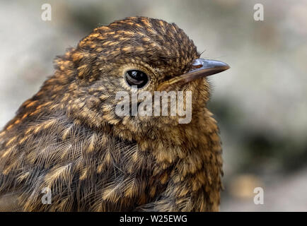 Yong Robin in juvenile Fell. Stockfoto