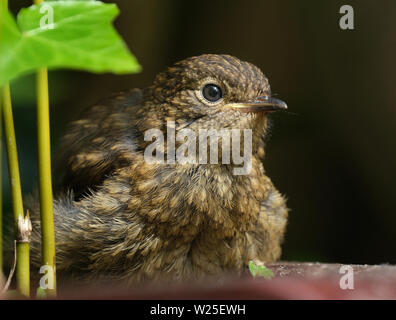 Yong Robin in juvenile Fell. Stockfoto