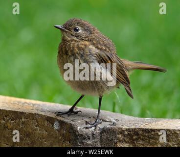 Yong Robin in juvenile Fell. Stockfoto