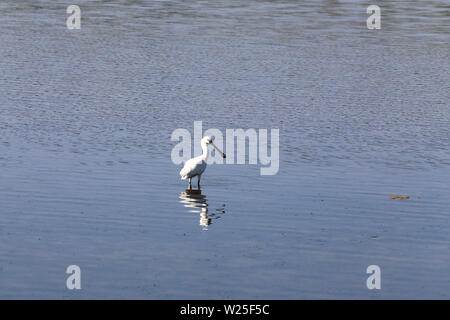 Einen einsamen weißen Reiher steht im Wasser von einem flachen See Stockfoto