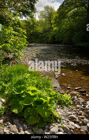 UK, Cumbria, Sedbergh, Pflanzen wachsen in der Ufer des Flusses Rawthey auf Neue Brücke Stockfoto