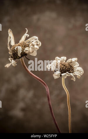 Zwei sterbenden ox Auge Gänseblümchen, Leuchanthemum vulgare, entnommen aus einem strassenrand kurz und in einem Studio an einen Stein Hintergrund fotografiert. Dorset England Stockfoto