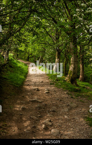 UK, Cumbria, Sedbergh, Dales Hohe Weg Weg zum Settlebeck Gill durch Eiche Woodland Stockfoto