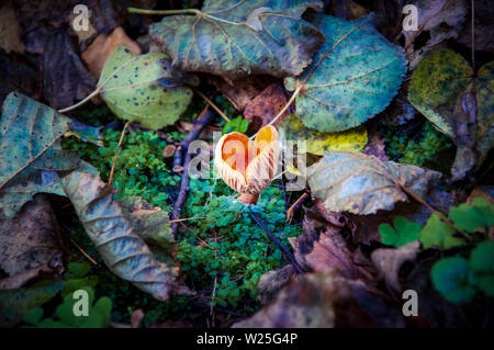 Herbst Pilze durchbricht Das abgefallene Laub. Bunte Laub um einen Jungen orange Waldpilz Stockfoto