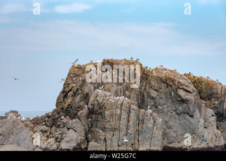 Viele Möwen stehen auf Felsen im Meer isoliert, entspannend und fliegen um die Felsen. Stockfoto