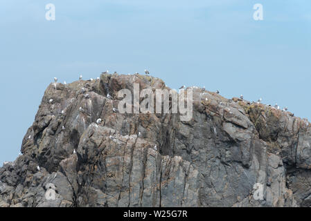 Viele Möwen stehen auf Felsen im Meer isoliert, entspannend und fliegen um die Felsen. Stockfoto