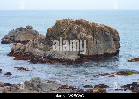 Viele Möwen stehen auf Felsen im Meer isoliert, entspannend und fliegen um die Felsen. Stockfoto