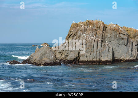 Viele Möwen stehen auf Felsen im Meer isoliert, entspannend und fliegen um die Felsen. Stockfoto