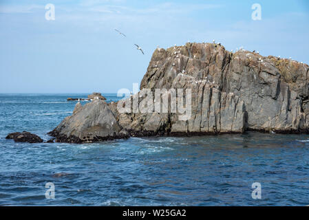 Viele Möwen stehen auf Felsen im Meer isoliert, entspannend und fliegen um die Felsen. Stockfoto