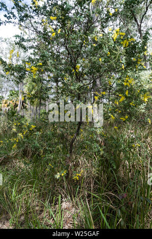 Eine Queensland Silber Wattle tree mit gelben Blüten in den Regenwald der Carnarvon Gorge National Park in Queensland zentrale Hochland in Aust Stockfoto