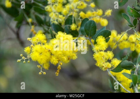 Eine Queensland Silber Wattle tree mit gelben Blüten in den Regenwald der Carnarvon Gorge National Park in Queensland zentrale Hochland in Aust Stockfoto