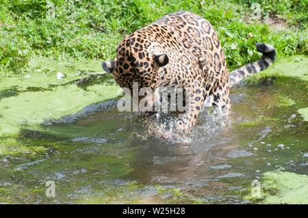 Eine Nahaufnahme Foto von einem Jaguar springen in einem Pool Stockfoto