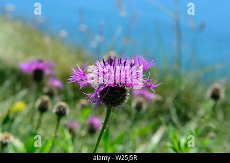 Mehr flockenblume Centaurea scabiosa Blumen wachsen auf Pembrokeshire Coast Path Stockfoto