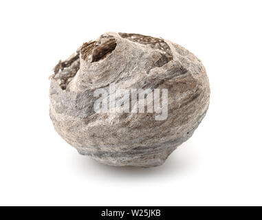 Getrocknete leer vespiary isoliert auf weißem Stockfoto