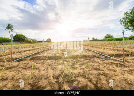 Implantation der Lemon Grass am neuen Gemüsegarten Feld mit Wasser springer System Stockfoto