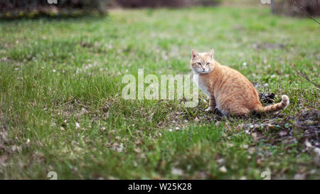 Hellbraun streunende Katze sitzt auf dem Rasen im Park Stockfoto