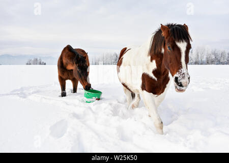 Braune und weiße Pferd Laufen auf Schnee, der andere im Hintergrund Essen aus grünem Kunststoff Schaufel Stockfoto