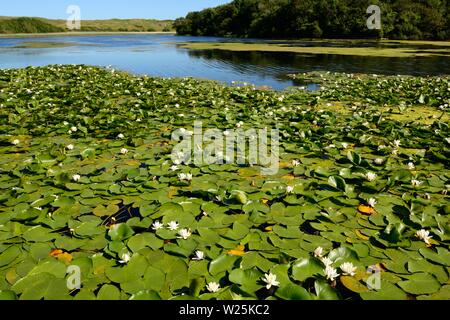 Bosherston Lilienteichen Bosherston Seen überschwemmt Kalkstein tal Aufbau National Nature Reserve Nationalpark Pembrokeshire Coast Wales Cymru GROSSBRITANNIEN Stockfoto