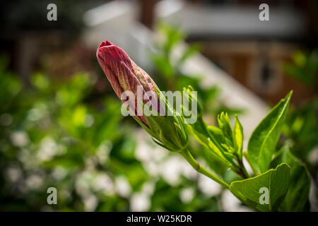 Eine Nahaufnahme von einem geschlossenen roten Hibiskus Blume Stockfoto