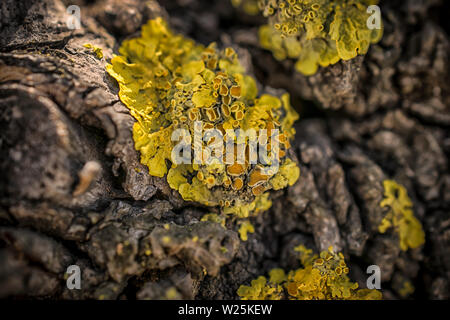 Eine Makroaufnahme von gelben Flechten auf einem Baum Stockfoto