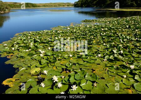 Bosherston Lilienteichen Bosherston Seen überschwemmt Kalkstein tal Aufbau National Nature Reserve Nationalpark Pembrokeshire Coast Wales Cymru GROSSBRITANNIEN Stockfoto