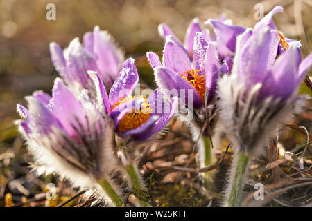 Nahaufnahme Foto-lila mehr Pasque flower - Pulsatilla grandis - nass vom Tau in trockenem Gras wächst Stockfoto