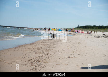 Hund läuft Abrufen ein Spielzeug im Meer Stockfoto