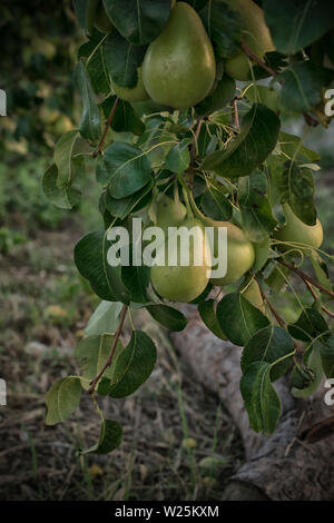 Eine Nahaufnahme der grünen Birnen auf einem Baum Stockfoto