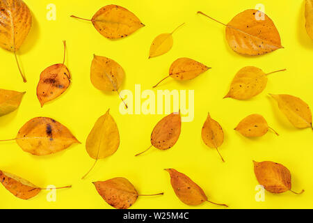 Orange gefärbten Blätter im Herbst auf Gelb, von oben nach unten anzeigen Stockfoto