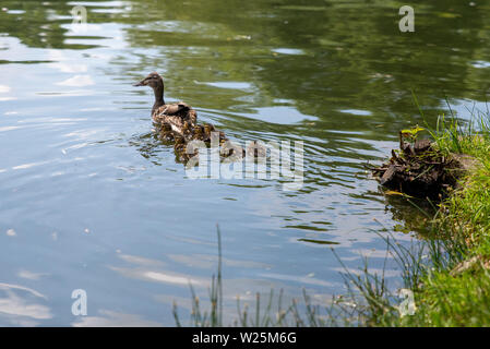 Ente mit kleinen Entenküken schwimmt auf dem Teich Stockfoto