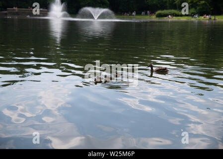 Ente mit kleinen Entenküken schwimmt auf dem Teich Stockfoto