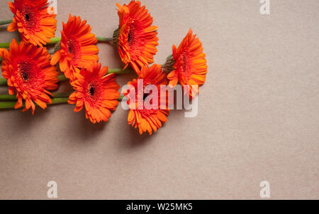Helles Orange Gerbera Blumen auf Kraftpapier Hintergrund. Festliche romantische Konzept. Stockfoto