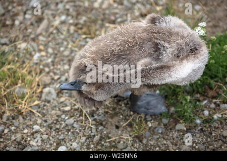 Swan kleines Baby, Küken, allein steht auf dem Boden, niedlichen Baby bird Stockfoto