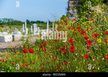 Bereich der roten Mohn Blume mit sunburst Schuß von unten. schöne Natur Hintergrund gegen den blauen Himmel Stockfoto