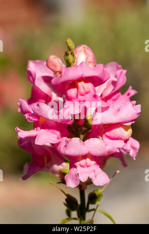 Antirrhinum Majus, Snapdragon, rosa Blüten im Sommer. Vereinigtes Königreich Stockfoto