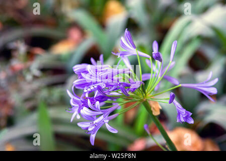 Close-up auf frischen Agapanthus Lila Blume. Selektiver Fokus Stockfoto