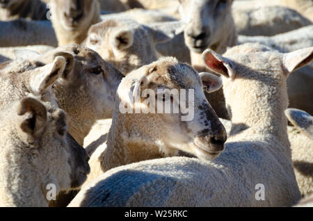 Vor kurzem geschorener Schafe im stockyards in Battle Hill Farm, Pauatahanui, Wellington, Nordinsel, Neuseeland Stockfoto