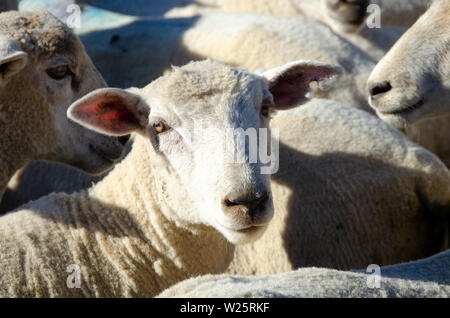 Vor kurzem geschorener Schafe im stockyards in Battle Hill Farm, Pauatahanui, Wellington, Nordinsel, Neuseeland Stockfoto