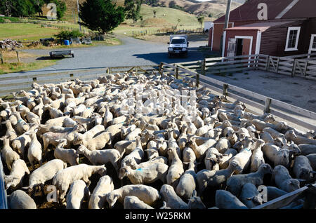 Vor kurzem geschorener Schafe im stockyards in Battle Hill Farm, Pauatahanui, Wellington, Nordinsel, Neuseeland Stockfoto