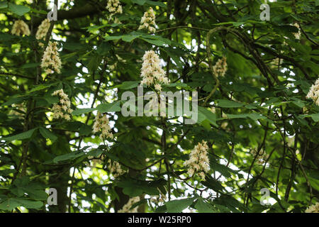 Nahaufnahme der Pferd chestnutor conker Baum (esculus hippocastanum) blühen in den autolöscher Stockfoto