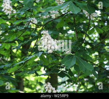 Nahaufnahme der Pferd chestnutor conker Baum (esculus hippocastanum) blühen in den autolöscher Stockfoto