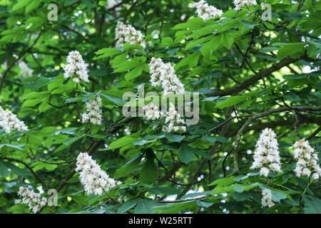 Nahaufnahme der Pferd chestnutor conker Baum (esculus hippocastanum) blühen in den autolöscher Stockfoto