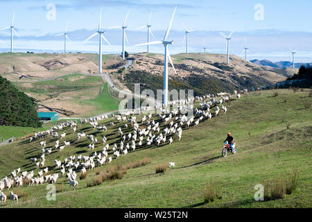 Bauer und seinem Hund Musterung Schaf auf dem Motorrad, in der Nähe der Windmühlen am Windpark Makara, Wellington, Nordinsel, Neuseeland Stockfoto