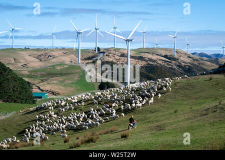 Musterung Bauer Schafe auf einem Motorrad, Windmühlen am Windpark Makara, Wellington, Nordinsel, Neuseeland Stockfoto